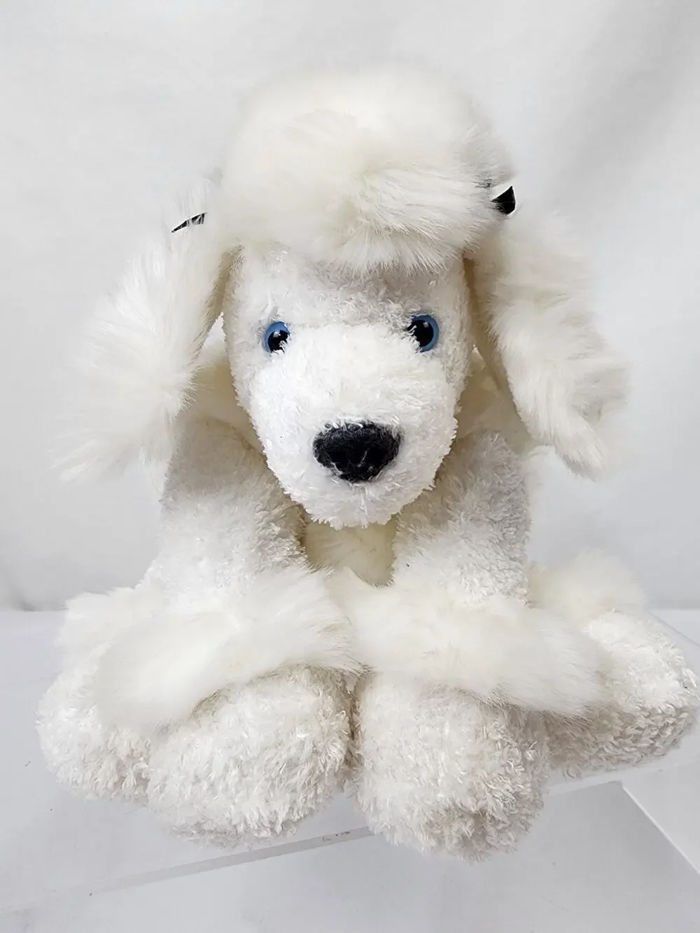 White French Poodle Dog 9